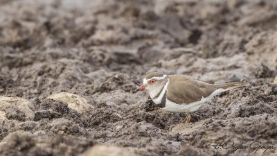 Three-banded Plover - Charadrius tricollaris - Üç halkalı cılıbıt