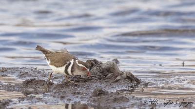 Three-banded Plover - Charadrius tricollaris - Üç halkalı cılıbıt