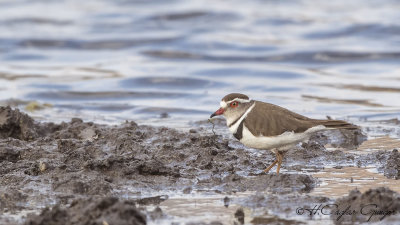 Three-banded Plover - Charadrius tricollaris - Üç halkalı cılıbıt