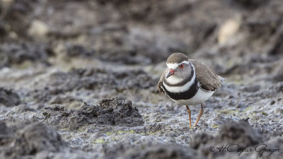 Three-banded Plover - Charadrius tricollaris - Üç halkalı cılıbıt
