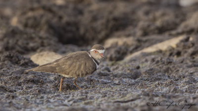 Three-banded Plover - Charadrius tricollaris - Üç halkalı cılıbıt