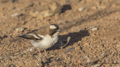 White-browed Sparrow-Weaver - Plocepasser mahali