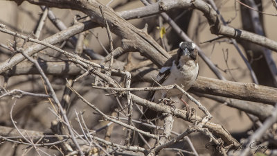 White-browed Sparrow-Weaver - Plocepasser mahali