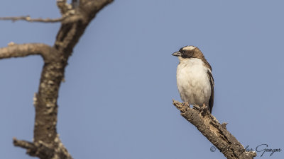 White-browed Sparrow-Weaver - Plocepasser mahali