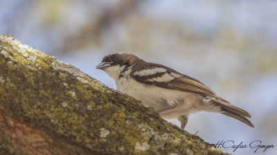 White-browed Sparrow-Weaver - Plocepasser mahali