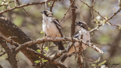 White-browed Sparrow-Weaver - Plocepasser mahali