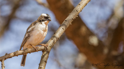 White-browed Sparrow-Weaver - Plocepasser mahali