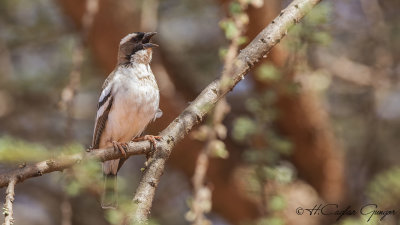 White-browed Sparrow-Weaver - Plocepasser mahali