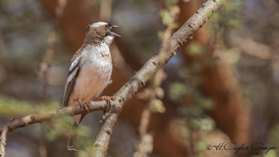 White-browed Sparrow-Weaver - Plocepasser mahali