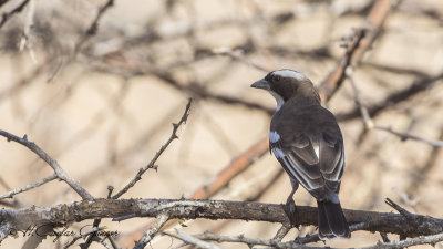 White-browed Sparrow-Weaver - Plocepasser mahali