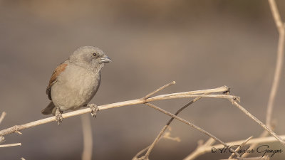 Swainson’s Sparrow - Passer swainsonii