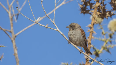 Swainson’s Sparrow - Passer swainsonii