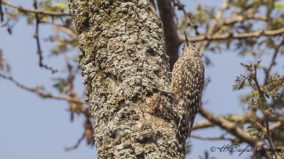 African Spotted Creeper - Salpornis salvadori