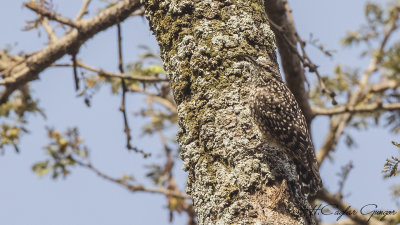 African Spotted Creeper - Salpornis salvadori