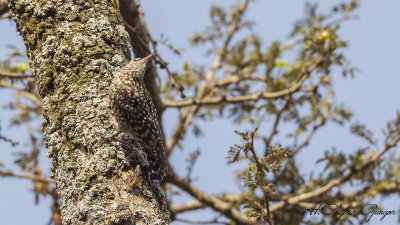 African Spotted Creeper - Salpornis salvadori