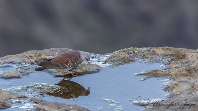 Speckled Pigeon - Columba guinea - Çilli güvercin