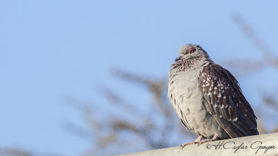 Speckled Pigeon - Columba guinea - Çilli güvercin