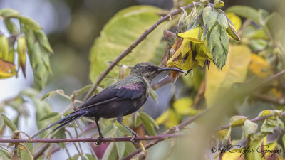 Tacazze Sunbird - Nectarinia tacazze