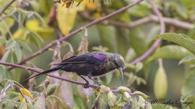 Tacazze Sunbird - Nectarinia tacazze