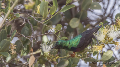 Mariqua Sunbird - Cinnyris mariquensis