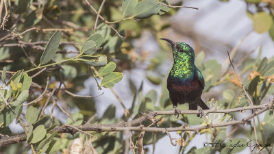 Mariqua Sunbird - Cinnyris mariquensis