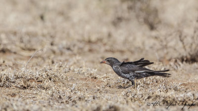Red-billed Buffalo Weaver - Bubalornis niger
