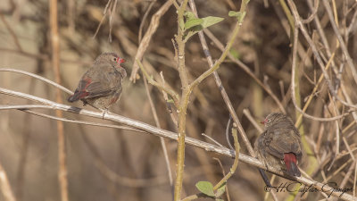 Red-billed Firefinch - Lagonosticta senegala - Senegal ateşbülbülü