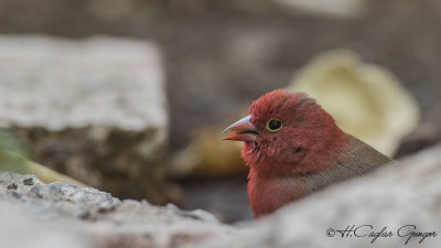 Red-billed Firefinch - Lagonosticta senegala - Senegal ateşbülbülü