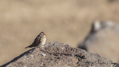 Pin-tailed Whydah - Vidua macroura