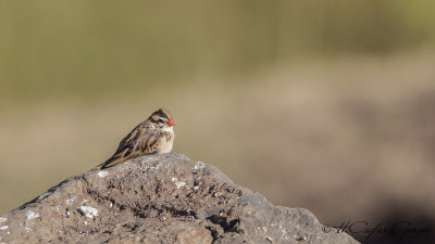 Pin-tailed Whydah - Vidua macroura