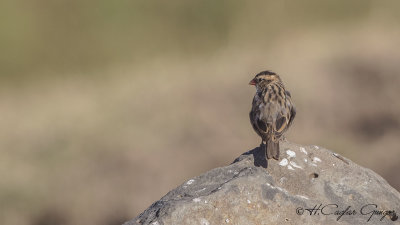 Pin-tailed Whydah - Vidua macroura