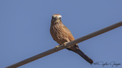 Purple Roller - Coracias naevius