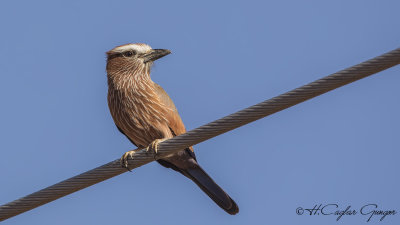 Purple Roller - Coracias naevius