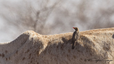 Red-billed Oxpecker - Buphagus erythrorhynchus - Kırmızı gagalı kenekuşu