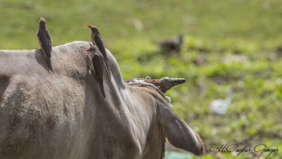 Red-billed Oxpecker - Buphagus erythrorhynchus - Kırmızı gagalı kenekuşu