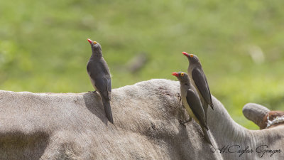 Red-billed Oxpecker - Buphagus erythrorhynchus - Kırmızı gagalı kenekuşu