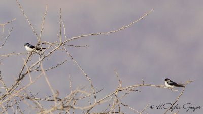 White-tailed Swallow - Hirundo megaensis