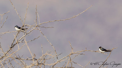 Swallows - Martins - Swifts