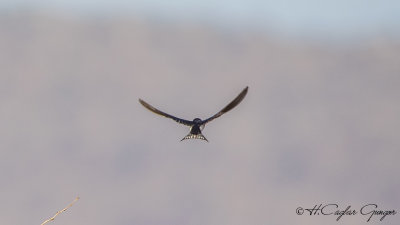 White-tailed Swallow - Hirundo megaensis