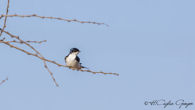 White-tailed Swallow - Hirundo megaensis