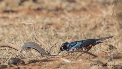 Shelley’s Starling - Lamprotornis shelleyi