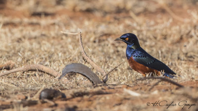 Shelley’s Starling - Lamprotornis shelleyi