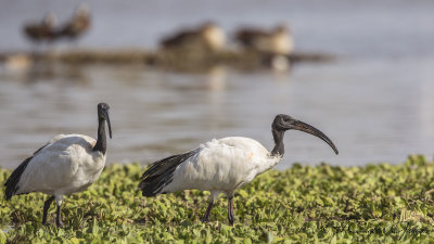 African Sacred Ibis - Threskiornis aethiopicus - Kutsal aynak