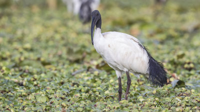 African Sacred Ibis - Threskiornis aethiopicus - Kutsal aynak
