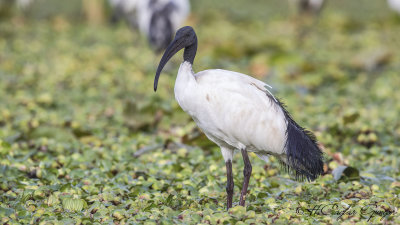 African Sacred Ibis - Threskiornis aethiopicus - Kutsal aynak