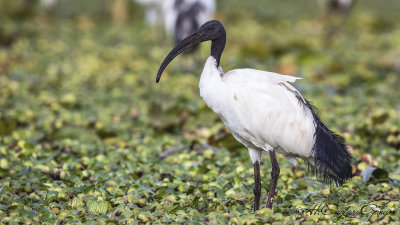 African Sacred Ibis - Threskiornis aethiopicus - Kutsal aynak