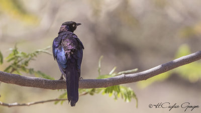 Rüppell’s Starling - Lamprotornis purpuroptera