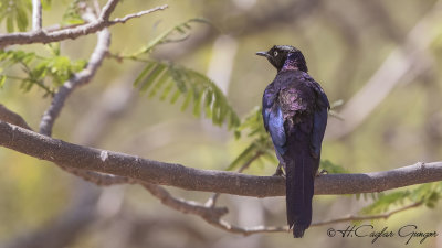 Rüppell’s Starling - Lamprotornis purpuroptera