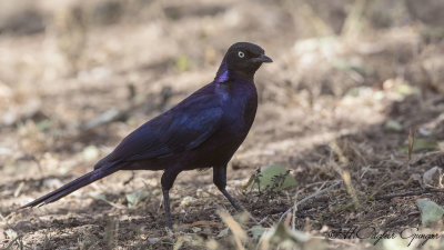 Rüppell’s Starling - Lamprotornis purpuroptera