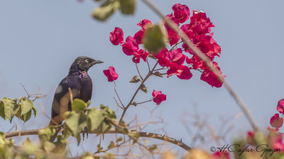 Rüppell’s Starling - Lamprotornis purpuroptera